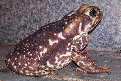 Yellow Cururu Toad