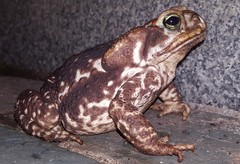 Rhinella icterica