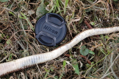 Paraphimophis rusticus