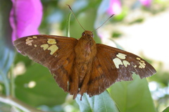 Nascus phocus