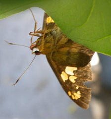 Nascus phocus