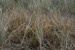 Libertia peregrinans