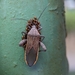 菲緣蝽屬 - Photo 由 Doreen 所上傳的 (c) Doreen，保留部份權利CC BY