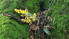 Trichocentrum