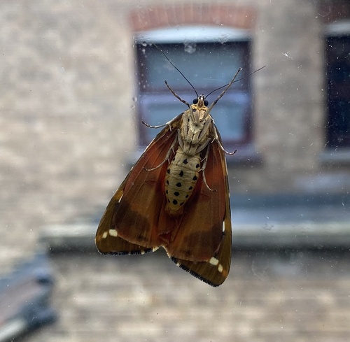 Jersey Tiger, photo 6 of 9