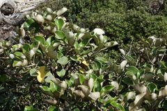 Brachyglottis rotundifolia