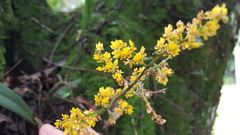 Trichocentrum