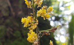 Trichocentrum