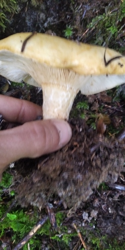 Lactarius intermedius — (c) victor laborde, some rights reserved (CC BY)