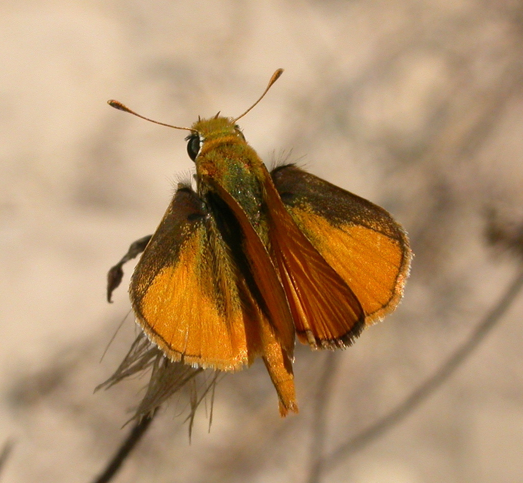 Southern Skipperling