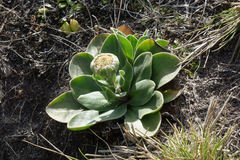 Craspedia robusta pedicellata