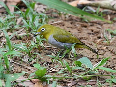 Everett's White-Eye photo 4