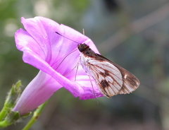 Vettius fantasos