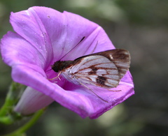 Vettius fantasos