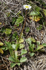 Brachyscome radicata