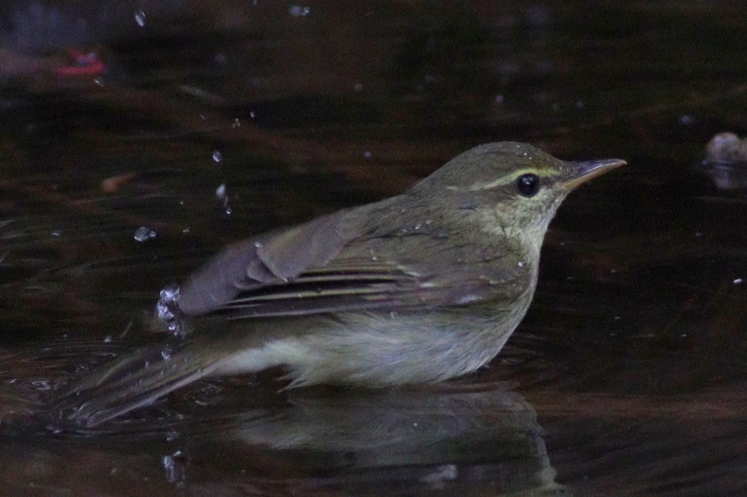 Japanese Leaf Warbler
