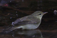 Japanese Leaf Warbler photo 2