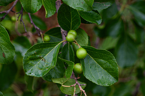 Flacourtia indica image