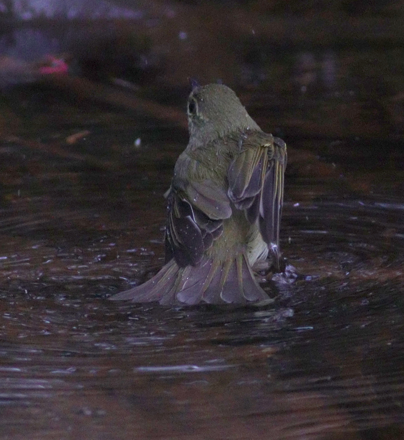 Japanese Leaf Warbler