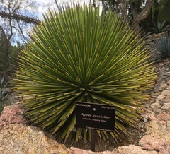 Agave gracielae