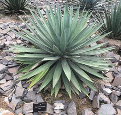 Agave funkiana