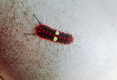 Rhetus arcius