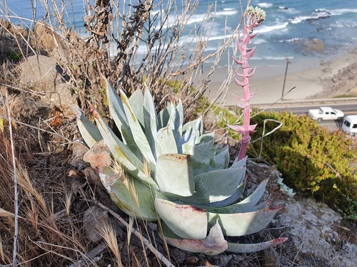 Dudleya brittonii
