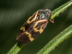 Deois flexuosa