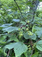 Ribes latifolium