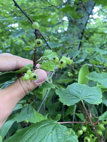 Ribes latifolium, photograph 1