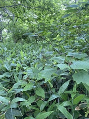 Ribes latifolium, photograph Илья Руденко, CC BY, iNaturalist via GBIF