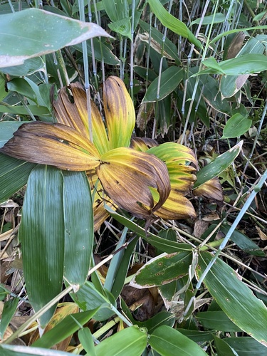 Veratrum grandiflorum, photograph 3