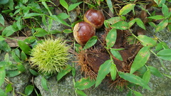 Castanea sativa