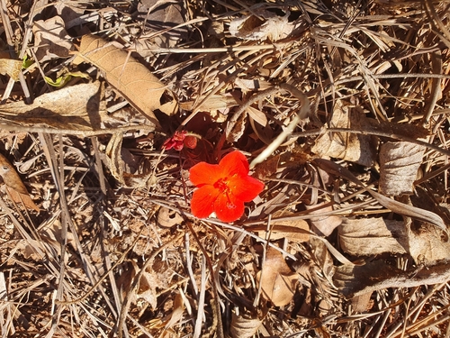 Dwarf red hibiscus (Hibiscus rhodanthus)