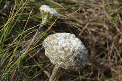 Craspedia robusta pedicellata