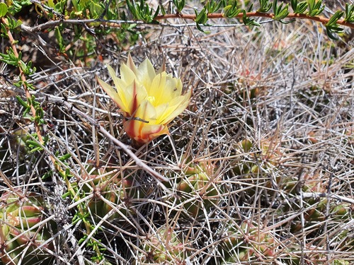 Echinocereus maritimus