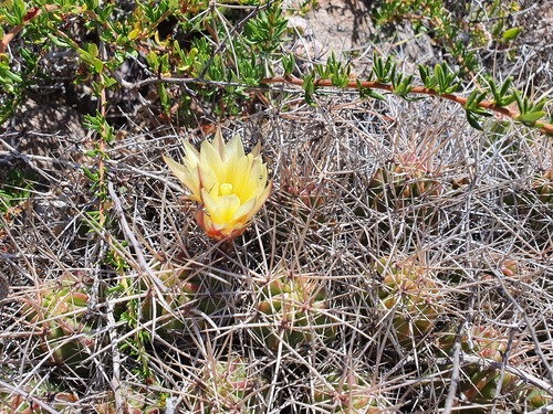 Echinocereus maritimus