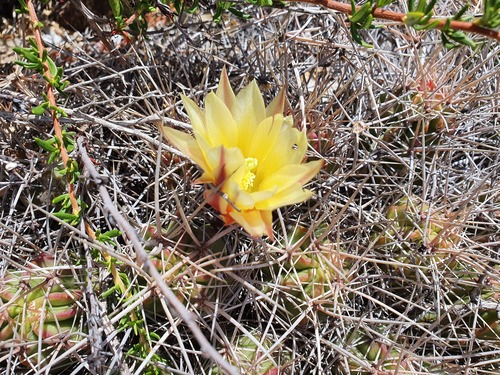 Echinocereus maritimus