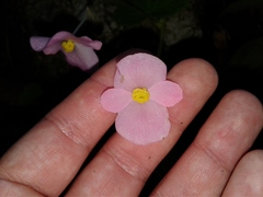 Begonia uniflora