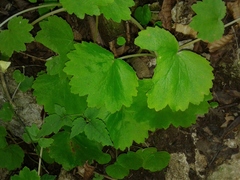 Begonia uniflora