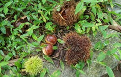 Castanea sativa