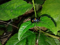 Labidomera suturella