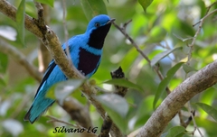 Cotinga amabilis