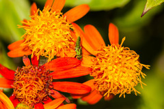 Hedriodiscus trivittatus