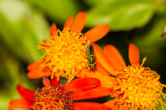 Hedriodiscus trivittatus