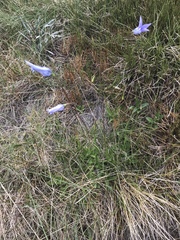 Wahlenbergia ceracea