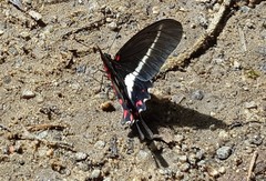 Parides proneus