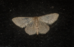 Idaea pilosata