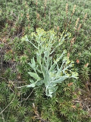 Senecio gunnii