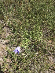 Wahlenbergia ceracea